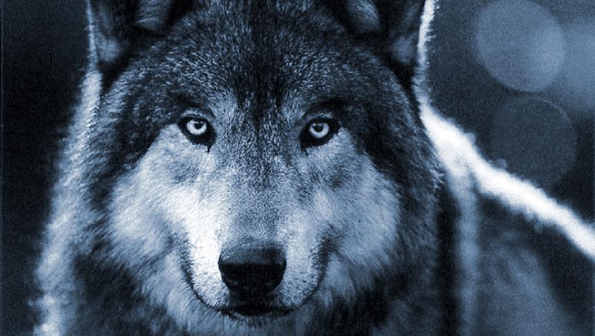 female-wolf.jpg