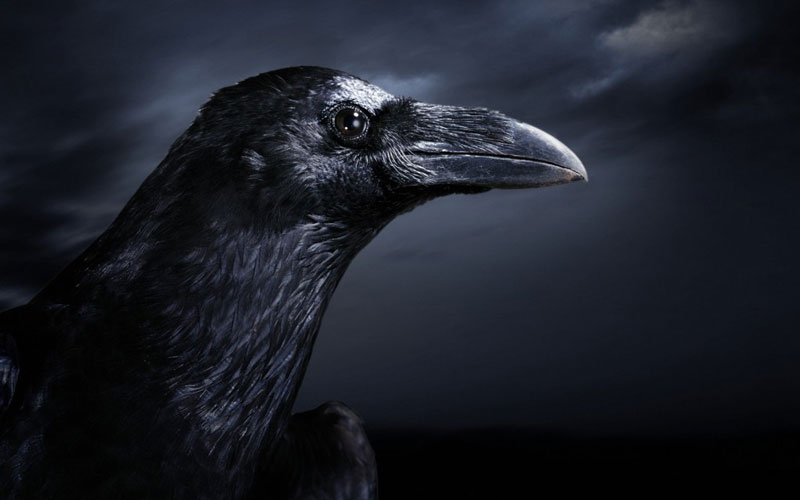 raven-night-bird-the-photos-pictures-800.jpg