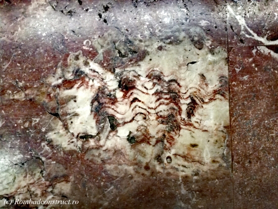 scoica-fosilizata.jpg